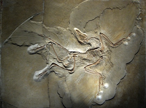 berlin specimen archaeopteryx