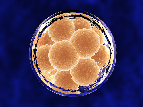 12 Cell Embryo Inside Membrane