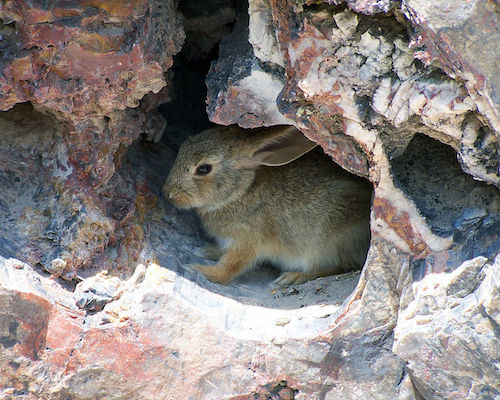 desert_cottontail_rabbit_in_petrified_forest_national_park