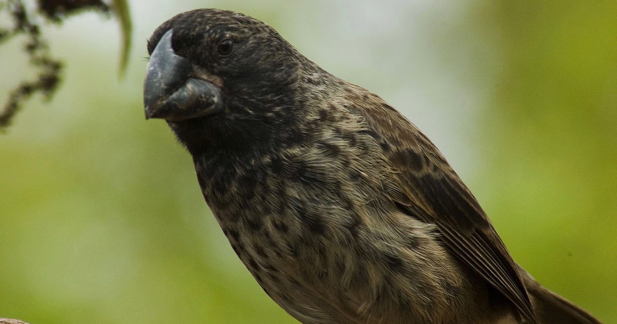 Large ground finch