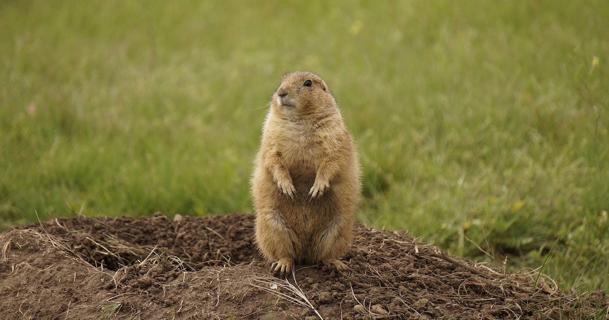 Prairie Dogs Are Cute But Can They Talk Evolution News,Is Soy Milk Healthy For You