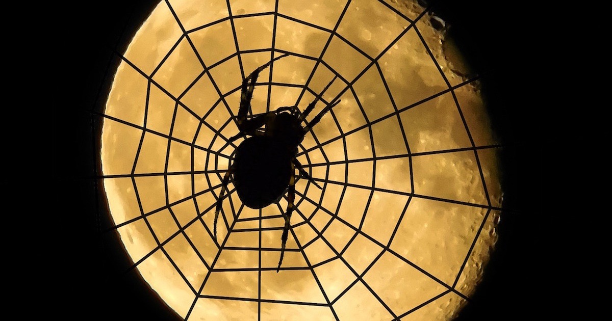 Don’t Be Frightened! It’s Just an Spider