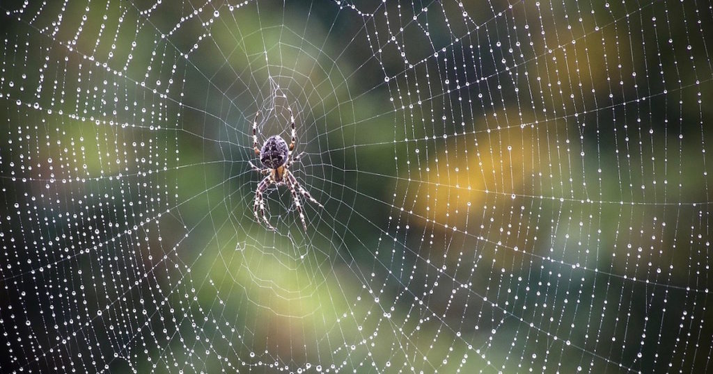 information about spider webs