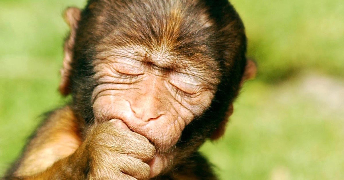 Macaque Monkeys and Human Dignity | Evolution News