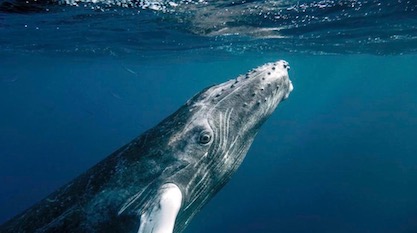 The Biggest Sea Animals: Whaling for Evolution | Evolution News
