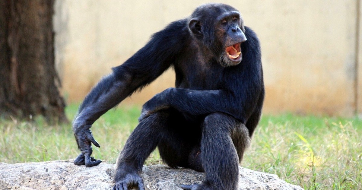 Geneticist: On Human-Chimp Genome Similarity, There Are “Predictions” Not  “Established Fact” | Evolution News
