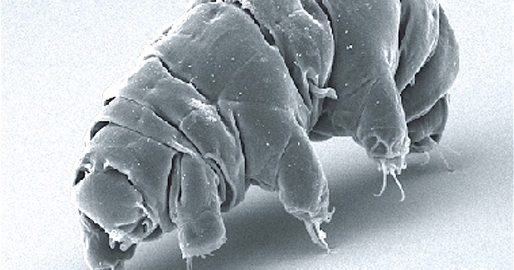 Evolutionary Enigmas, Tiny Tardigrades Strut Their Superpowers ...