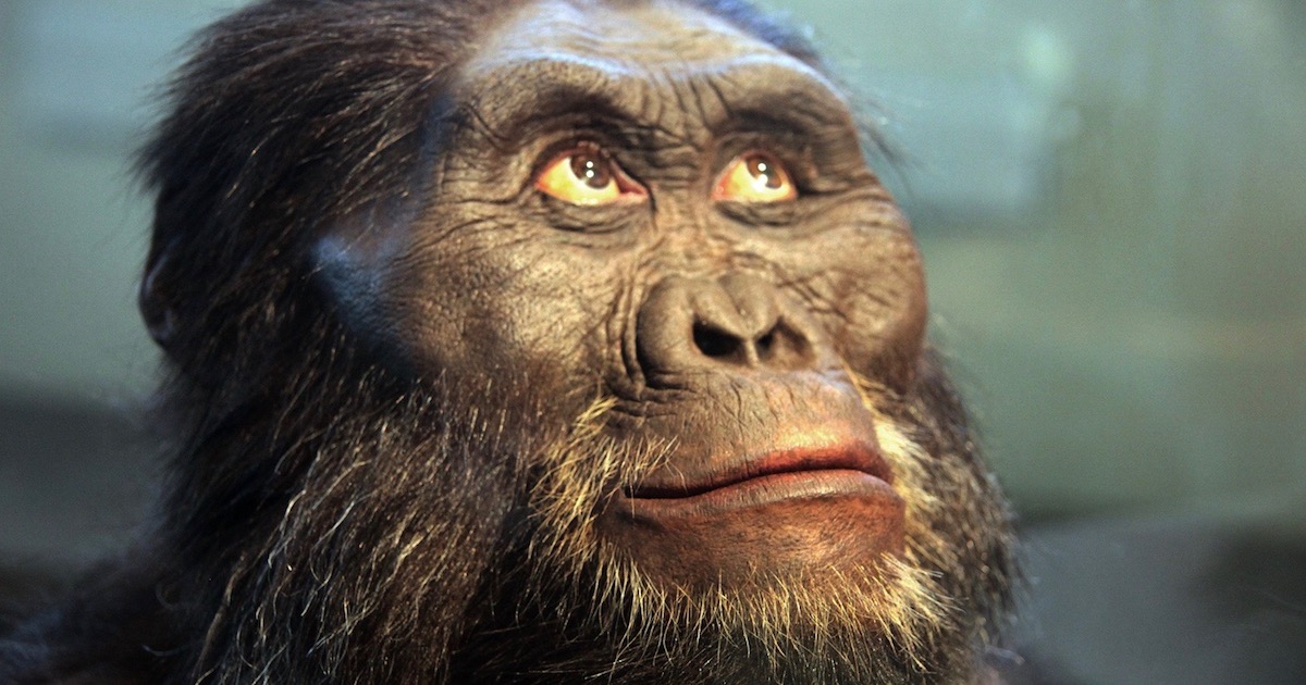 Australopithecus Afarensis Brain Size Cc