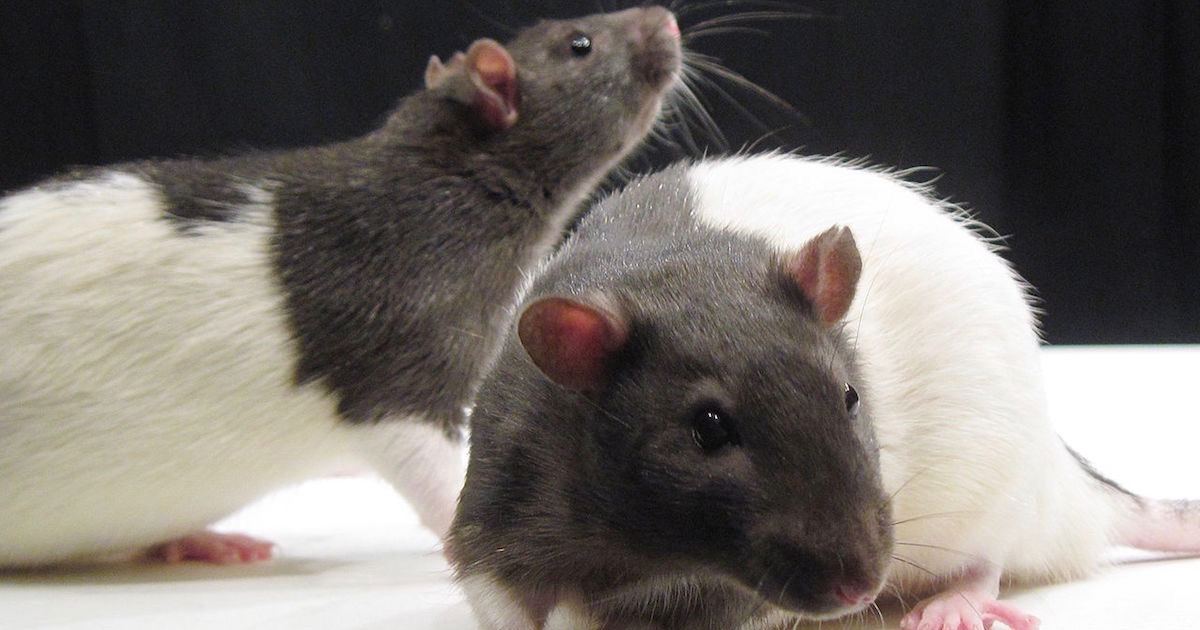 Rats Are People, Too! | Evolution News