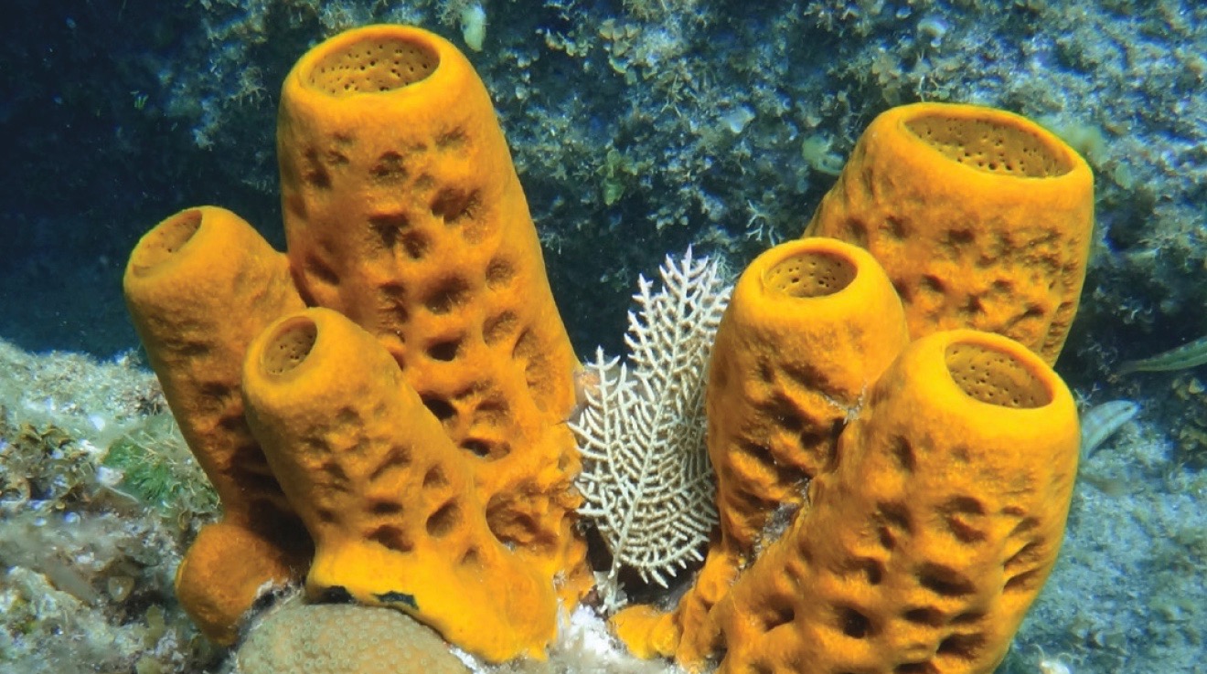 sponges that live in the sea