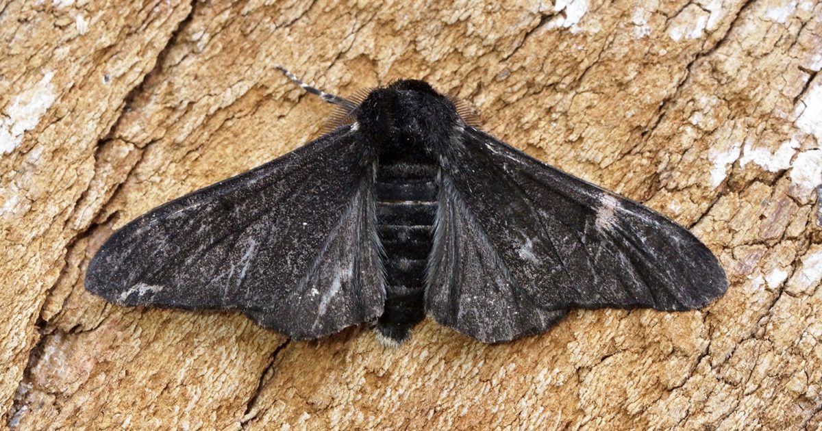 peppered moth