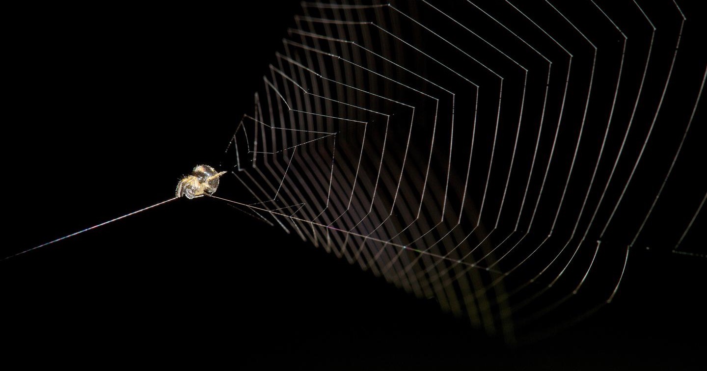 slingshot spider