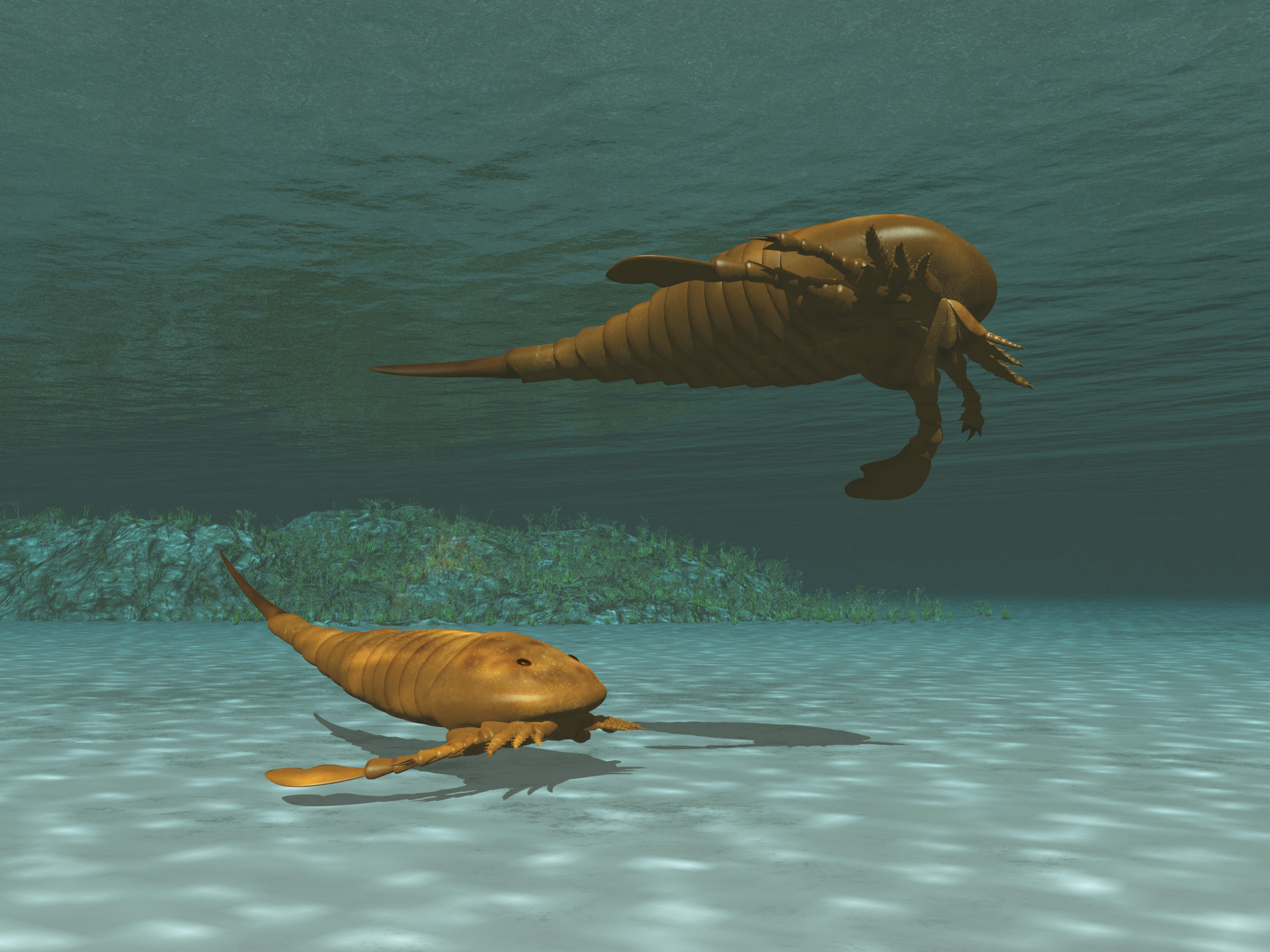 3d illustration of two eurypterids