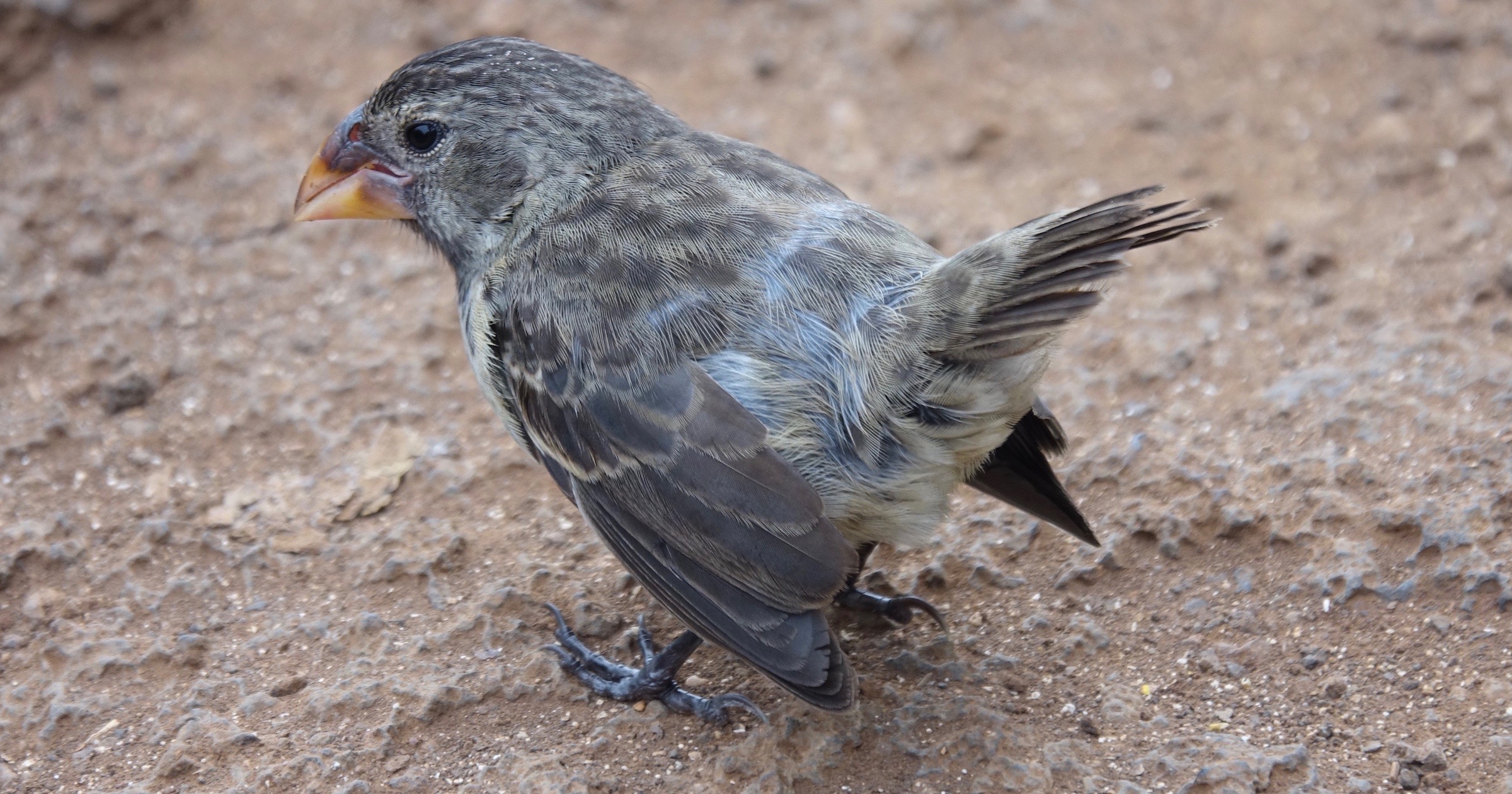 Galápagos Finches — Some Contradictions Solved | Evolution ...