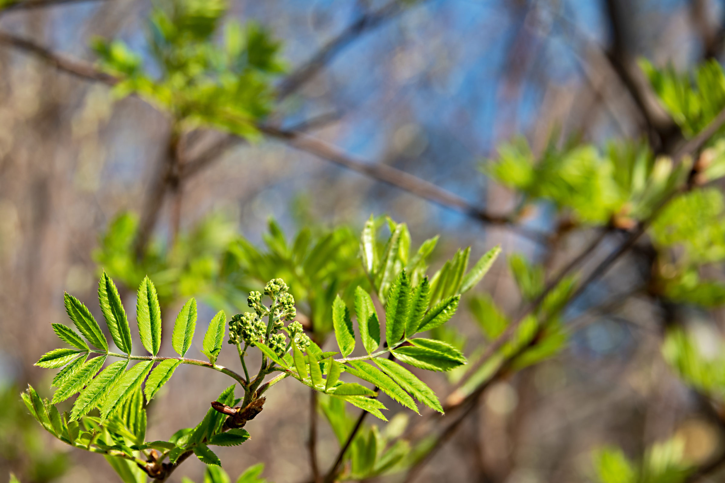 Fluffy, green, carved and fresh leaf of a mountain ash tree with swelling flower buds on a soft stem sprouts on a sunny spring day against a blue sky.