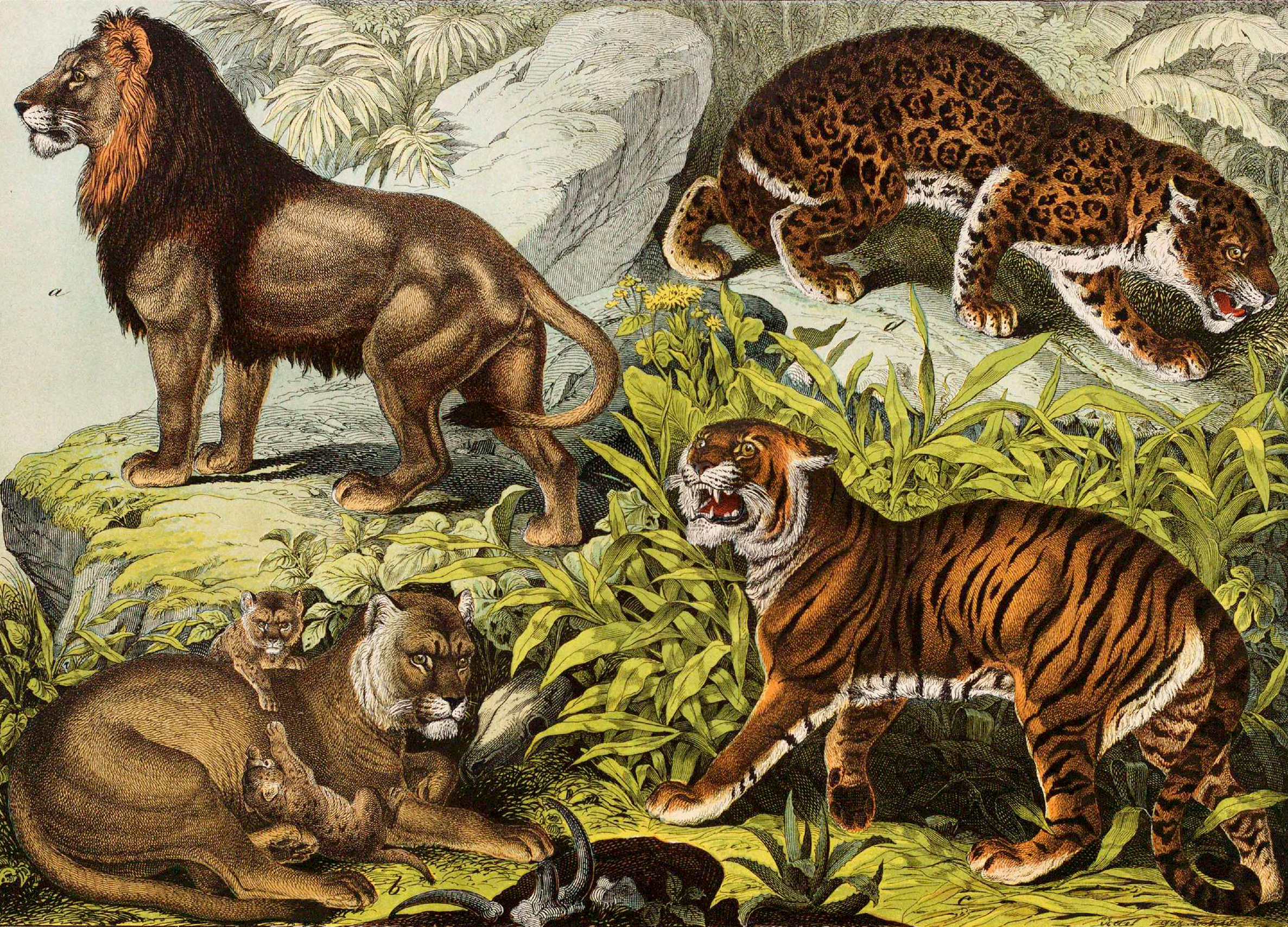 Predators: lion, tiger, jaguar,
