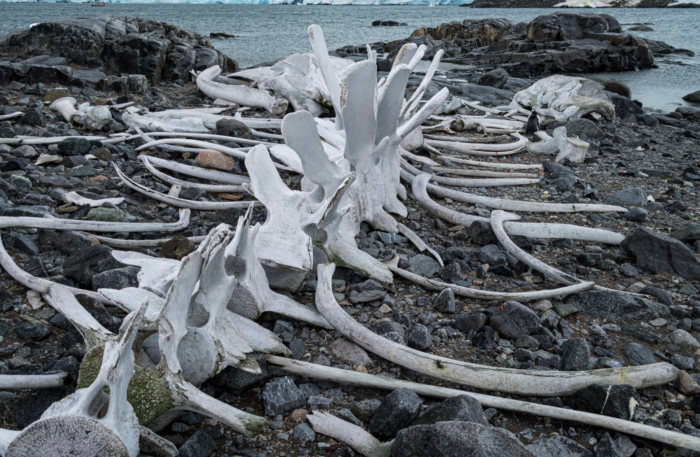 Whale bones at Jougla Point, Antarctica