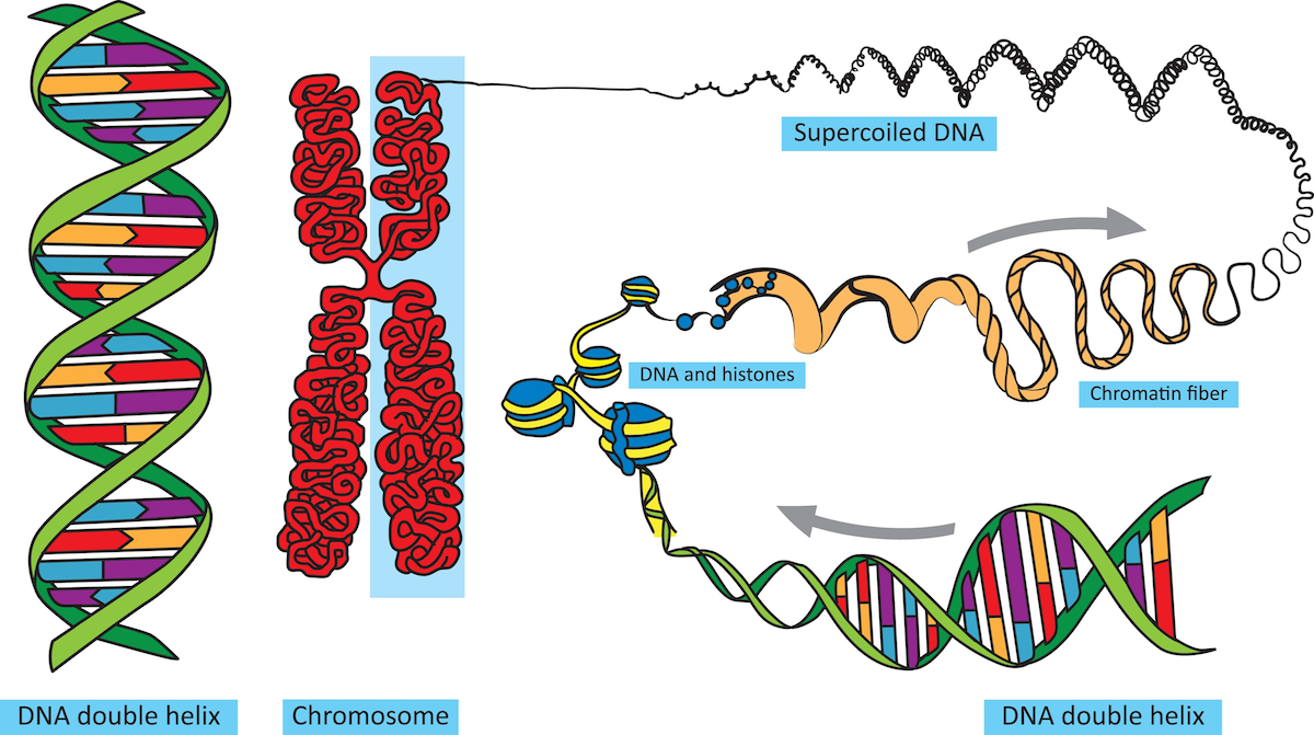 Dna Packaging 8675