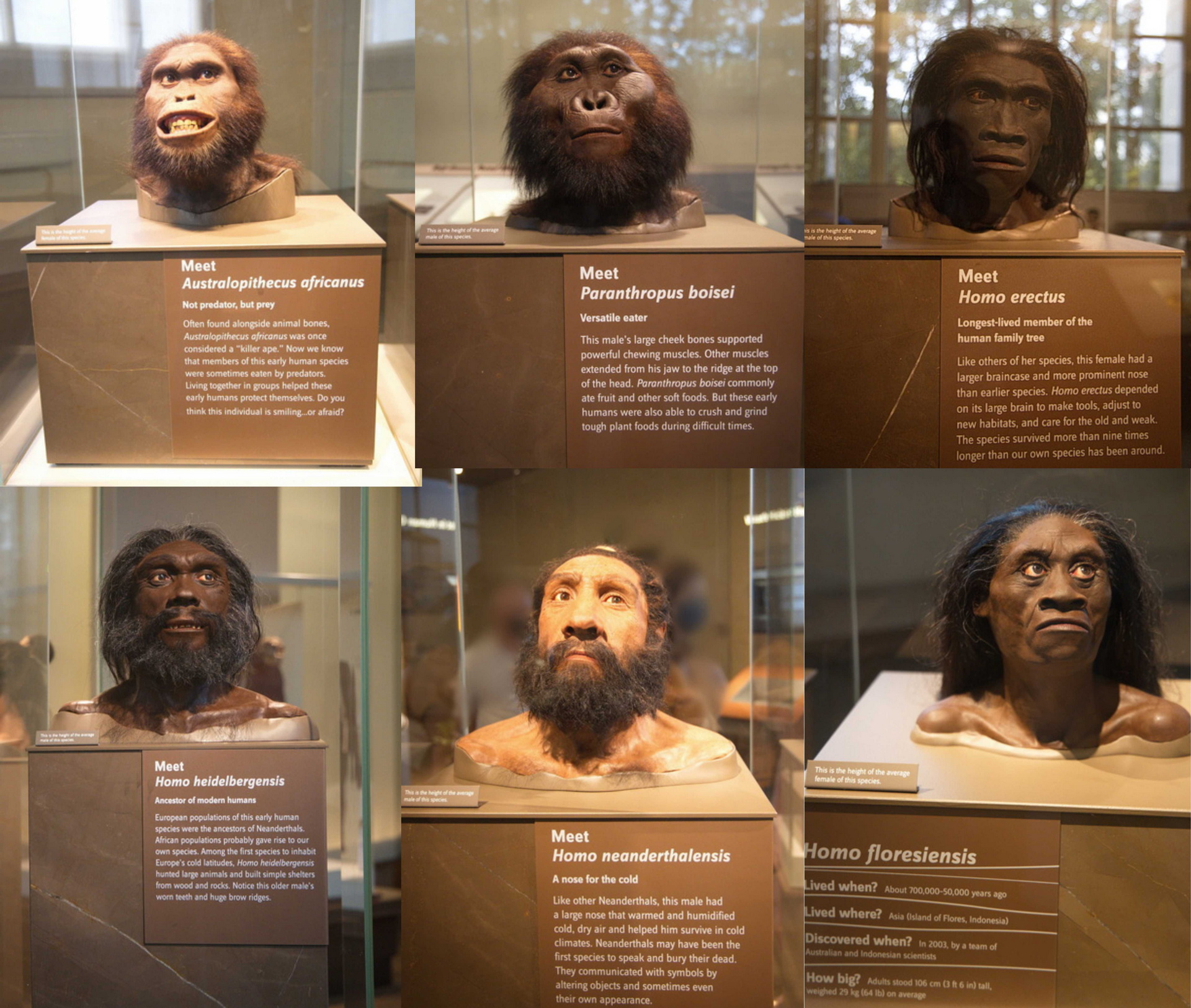 first human ancestors