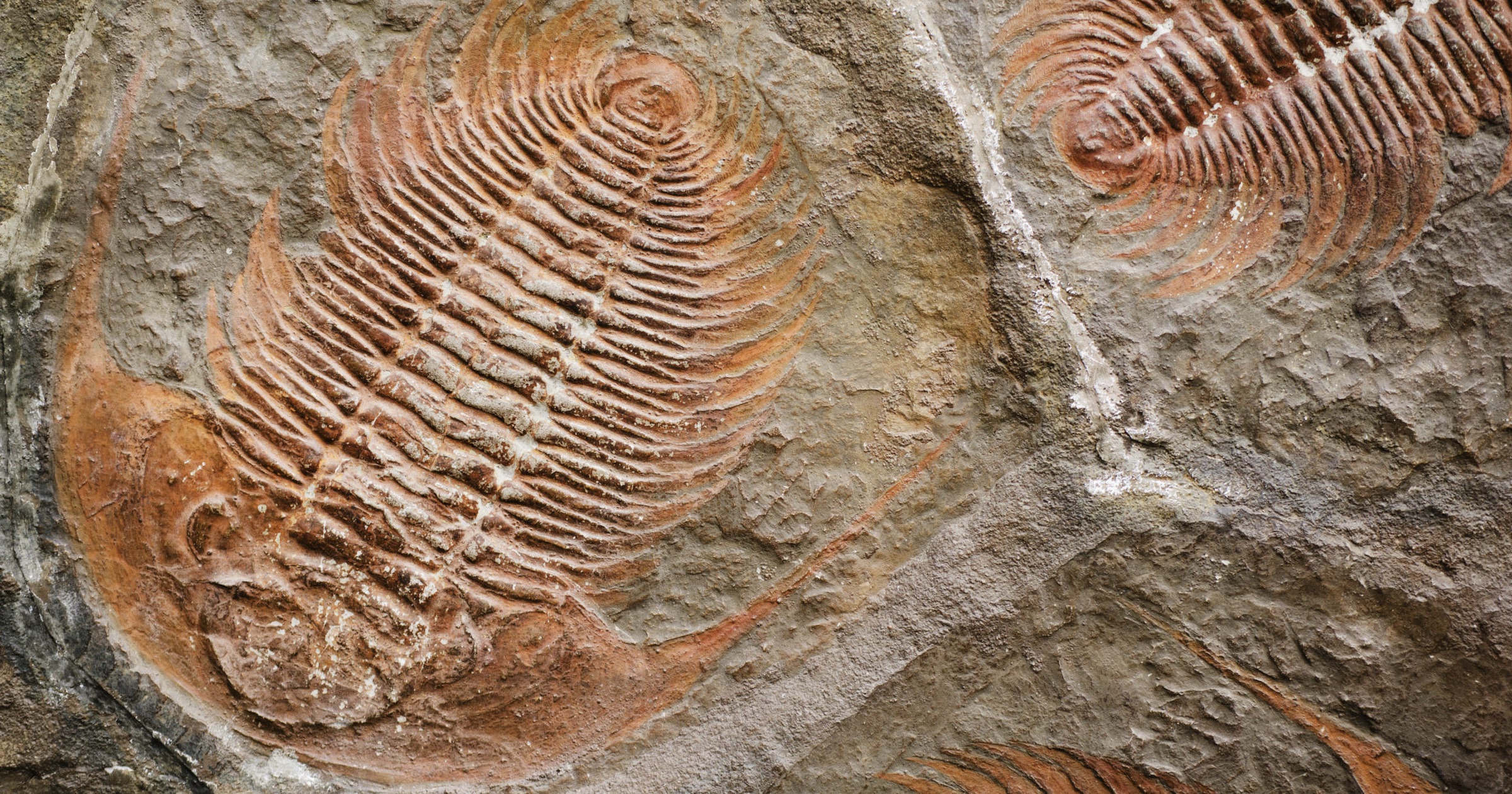 Top Scientific Problems with Evolution: Fossils | Evolution News
