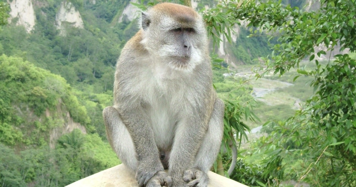 Las «herramientas» de los monos ponen en duda el ícono de la evolución.