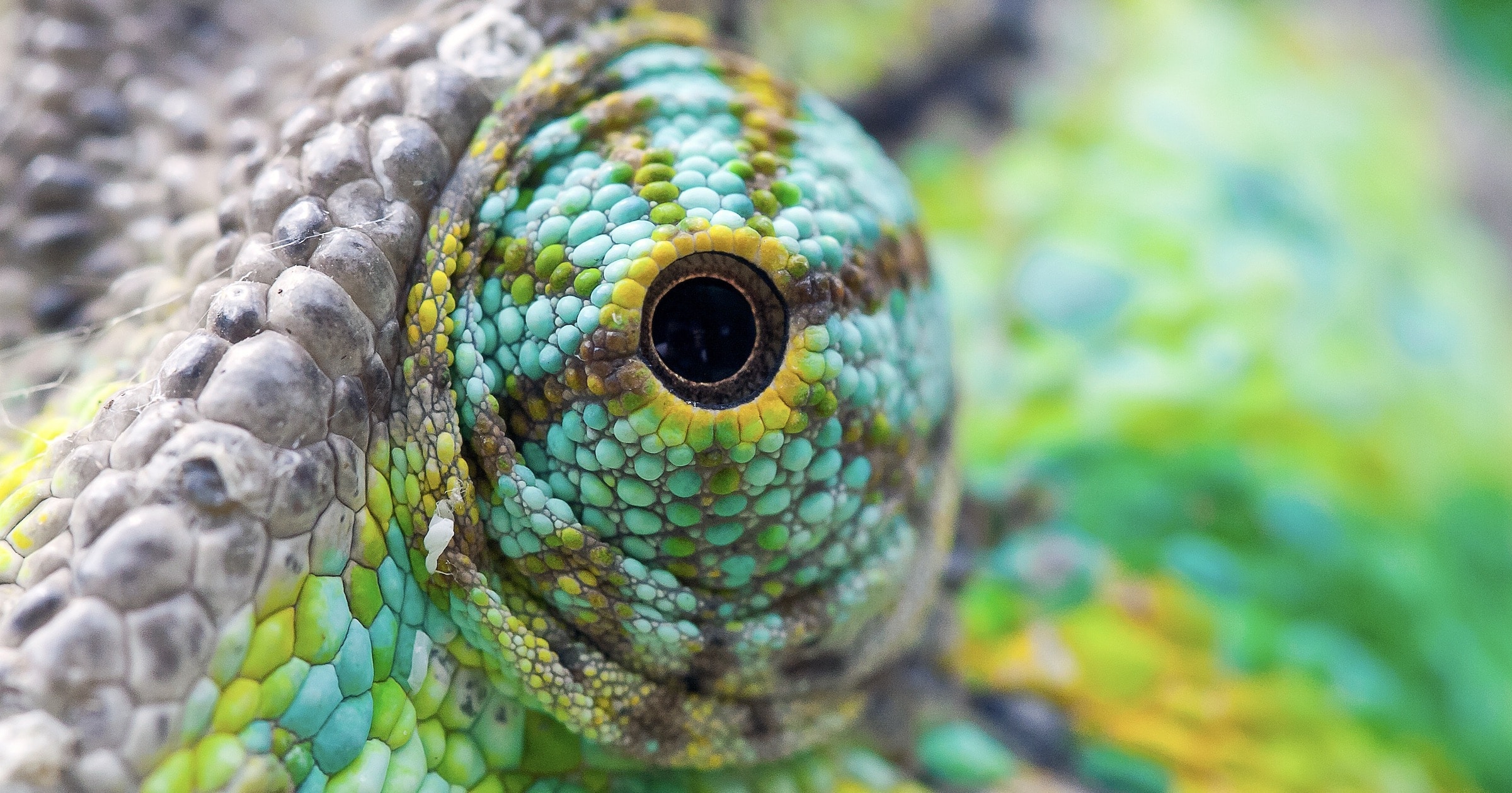 Chameleon Vision — A Unique Marvel of Design