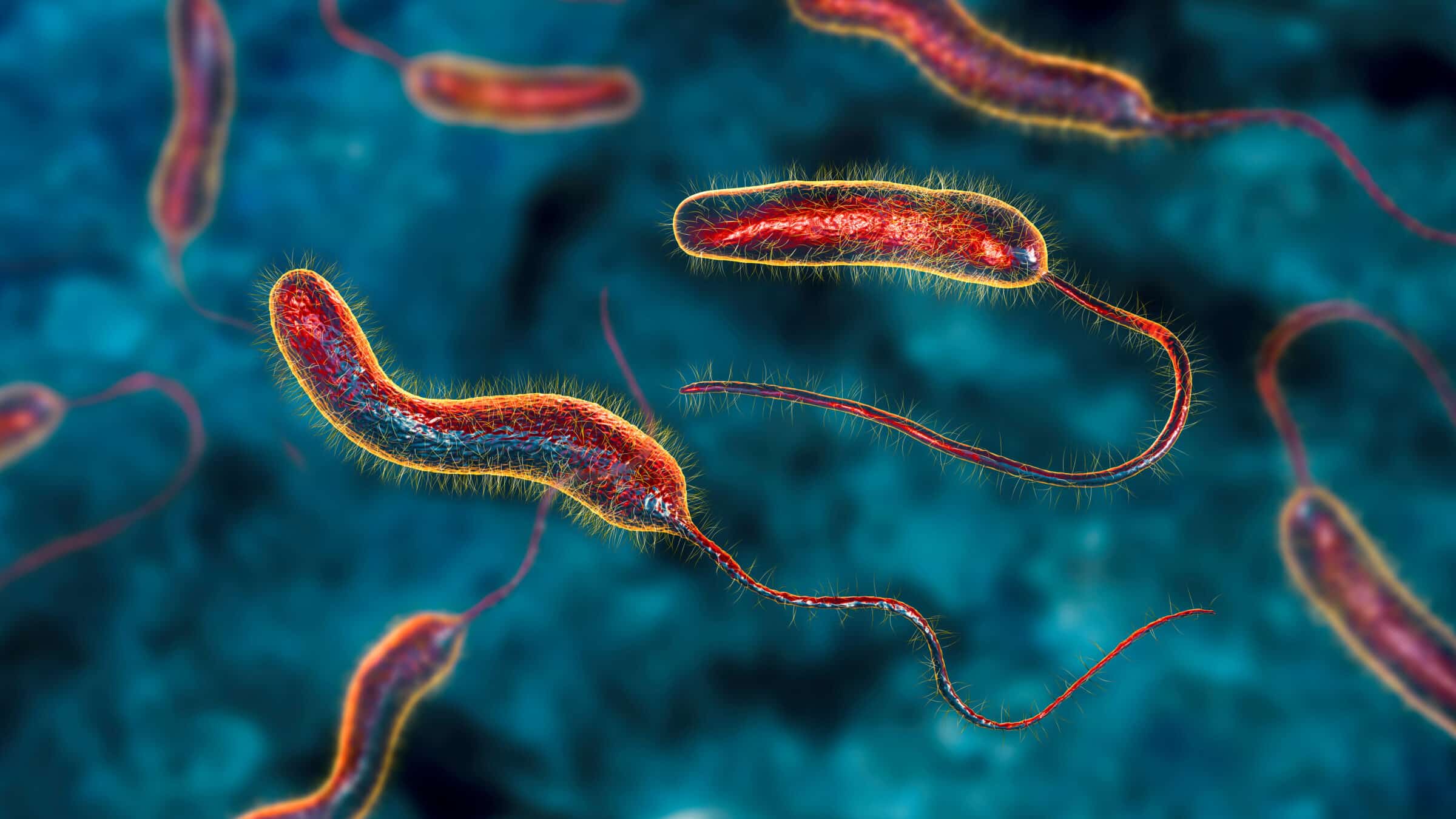 Vibrio cholerae bacteria, 3D illustration