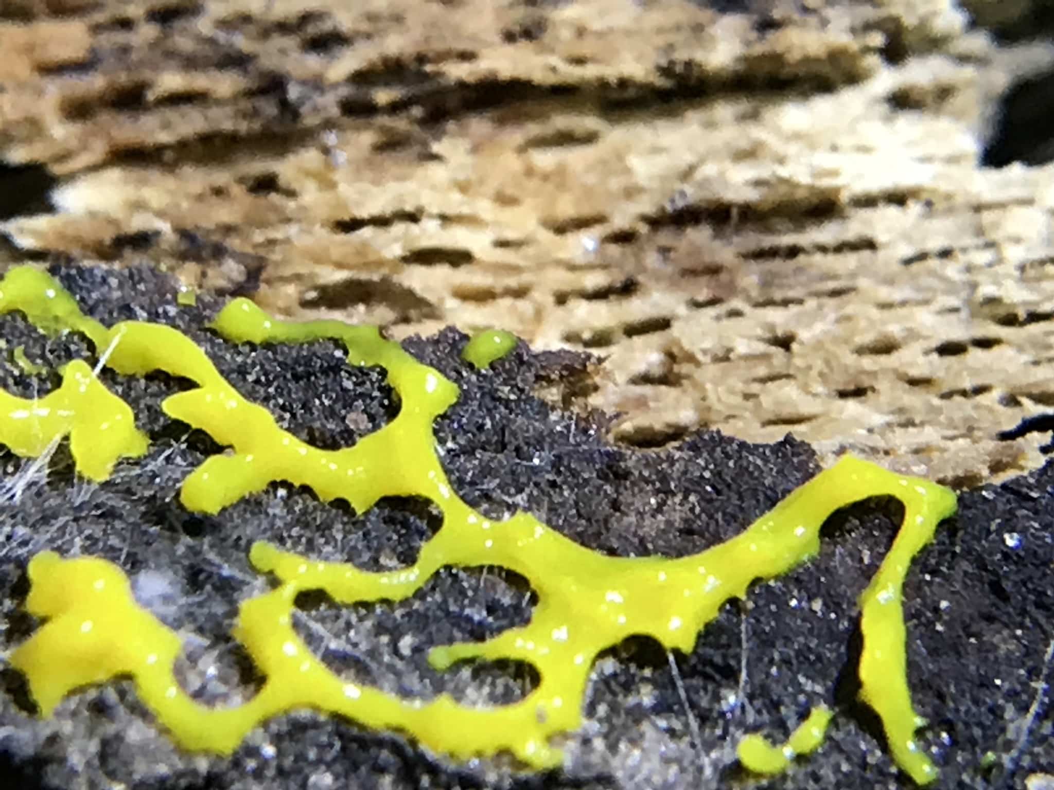 Slime Mold: Thanks for the Memories