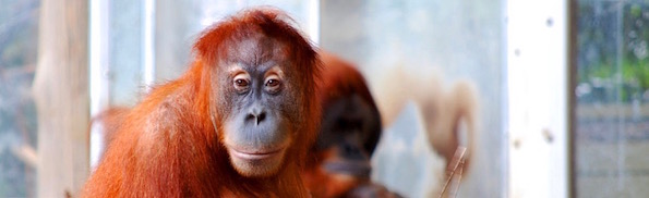 Sumatran_Orangutan_at_the_Toronto_Zoo (1).jpg