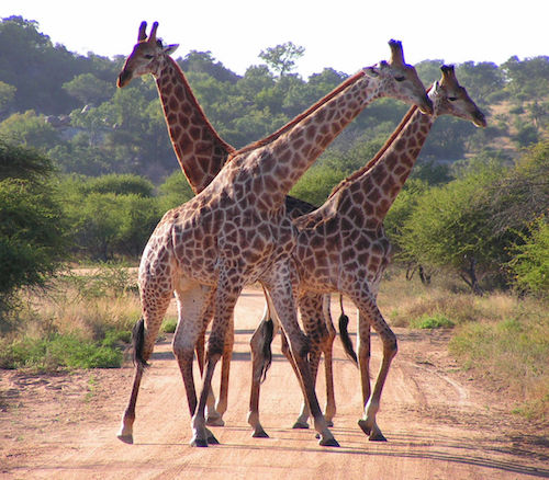 1280px-South_African_Giraffes,_fighting.jpg