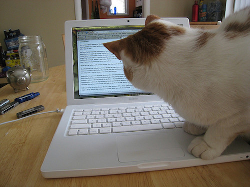cat and laptop.jpg