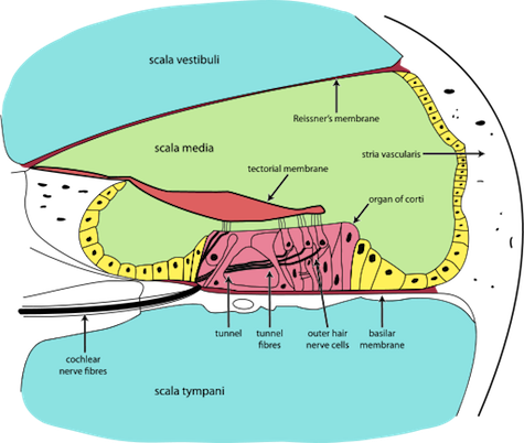 Cochlea-crosssection.svg.png