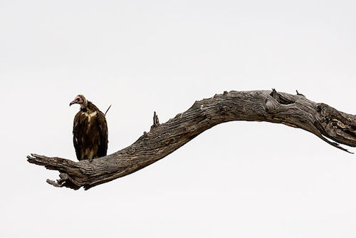 African_Hooded_Vulture_(Necrosyrtes_monachus),_Kruger_National_Park.jpg
