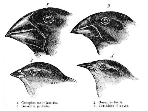 Darwin's_finches_by_Gould.jpg