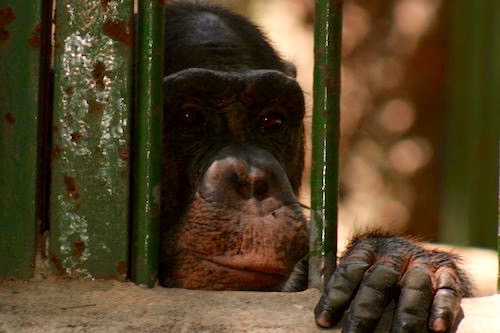 chimp habeas corpus.jpg