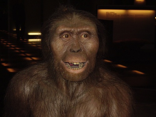Australopithecus_afarensis.JPG