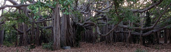 Banyan Tree.JPG