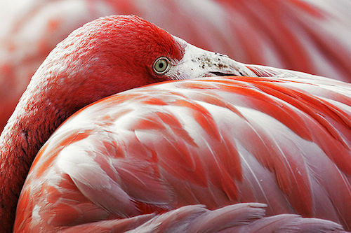 Flamingo_rubro-Phoenicopterus_ruber_ruber.jpg