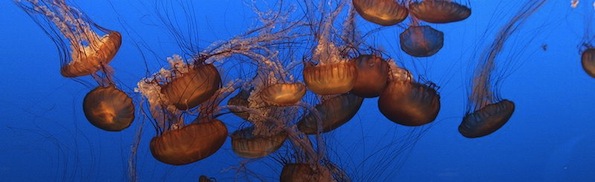 800px-Jellyfish_aqurium.jpg