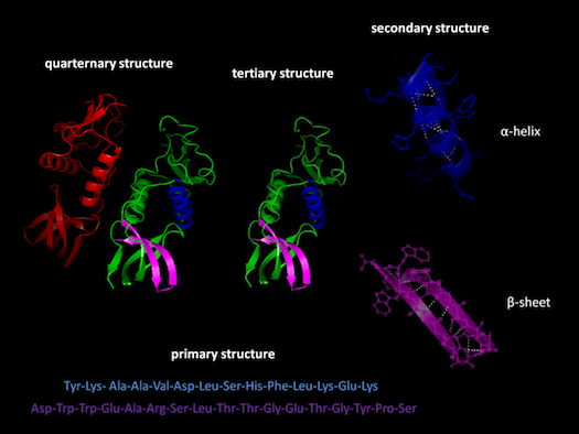 800px-Protein_structure.png