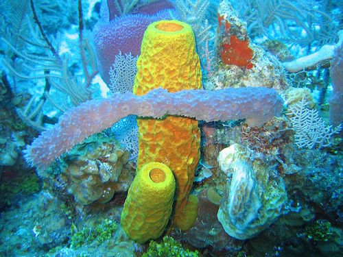 800px-Reef3859_-_Flickr_-_NOAA_Photo_Library.jpg