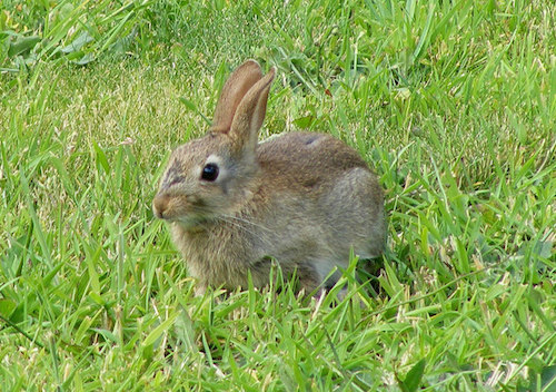 A_Wild_Rabbit_at_Lossiemouth_-_geograph.org.uk_-_1441920.jpg