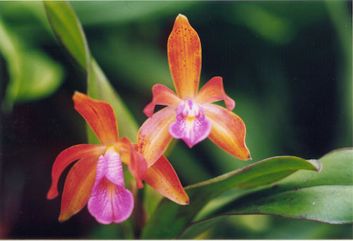 A_and_B_Larsen_orchids_-_Cattleya_Chocolate_Drop_x_Pao_de_Acucar_507-21.jpg
