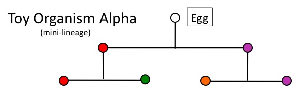 Alpha mini lineage.jpg