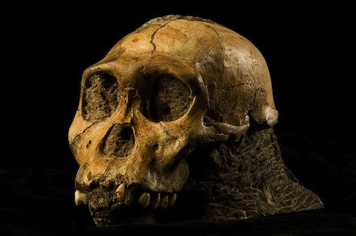 Australopithecus_sediba.JPG