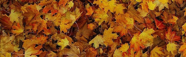 Autumn_Leaves_(coloured).jpg
