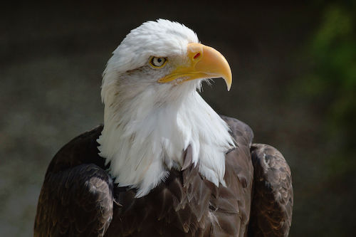Bald_eagle_at_the_Hawk_Conservancy_Trust_2-2.jpg