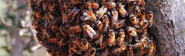 Bee_swarm_feb08.jpg