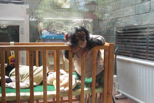 Beijing_Zoo_baby_chimpanzee.jpg