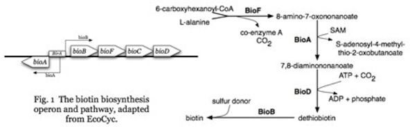 Biotin Biosynthesis.jpg